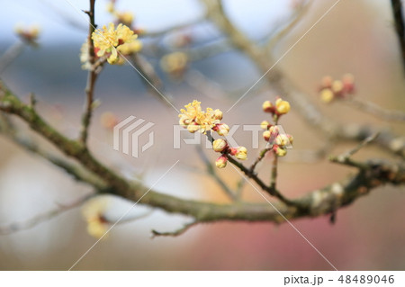 黄色の梅の花 黄金梅 黄色の梅の花 黄金梅 48489046