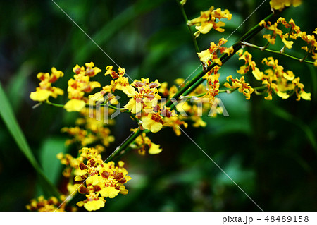 温室で咲く オンシジウムの花の写真素材