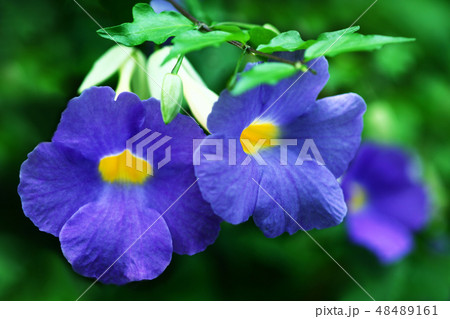 温室で咲く、ツンベルギアの花 温室で咲く、ツンベルギアの花 48489161