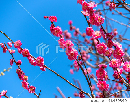 鹿児島紅（岡本梅林公園） 48489340