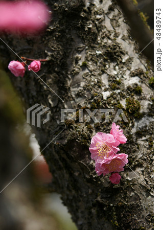 鳥取 四季の散歩 春 花 用瀬 鳥取 四季の散歩 春 花 用瀬 48489743