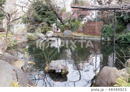 東京都 港区 愛宕神社(あたごじんじゃ) 境内の池 東京都 港区 愛宕神社(あたごじんじゃ) 境内の池 48489923