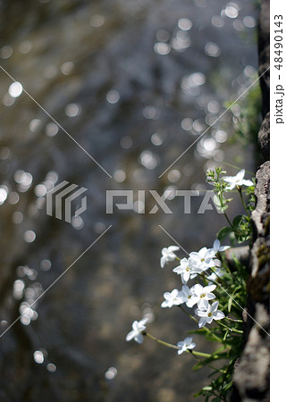 鳥取　四季の散歩　春　花　用瀬　瀬戸川 48490143