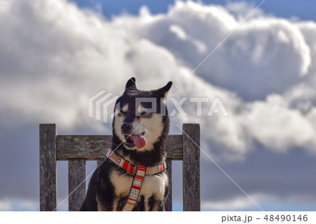 風の強い日の黒柴 48490146