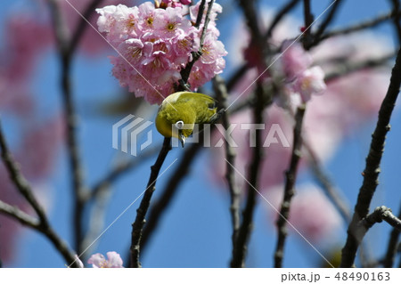 メジロ・桜・青空・快晴・可愛い・椿寒桜・二月・快晴 48490163
