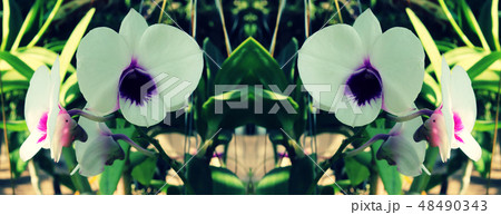 Orchids flower and green leaves Orchids flower and green leaves 48490343