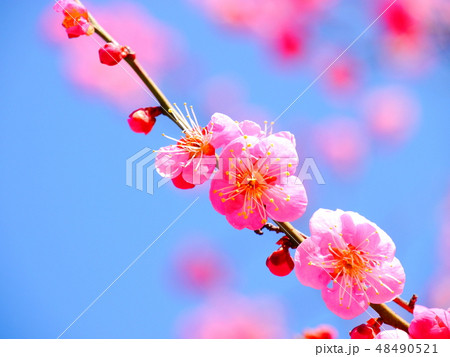 紅梅 48490521