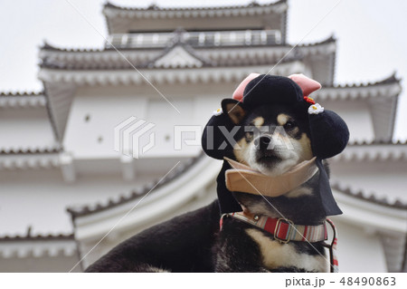 爆走する黒柴 48490863