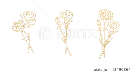 カーネーション ハマナデシコ 母の日 48490864