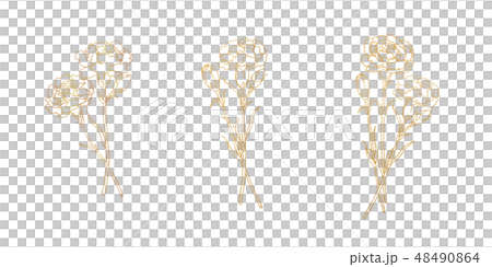 カーネーション ハマナデシコ 母の日 48490864