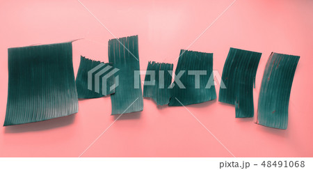 Empty templates for letters green tropical palm Empty templates for letters green tropical palm 48491068