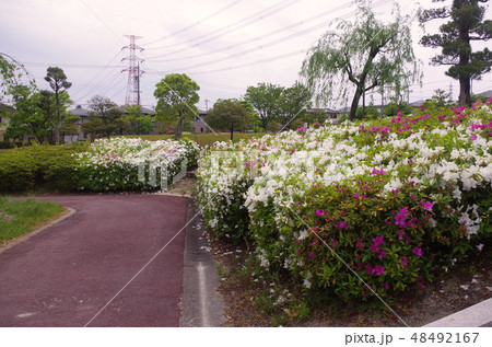 桃花台のツツジ 桃花台のツツジ 48492167