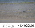 海 48492289