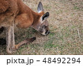 動物 48492294