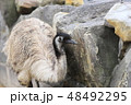 鳥 48492295