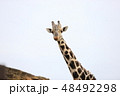 キリン 48492298
