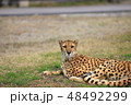 チーター 48492299