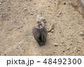 マントヒヒ 48492300