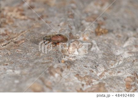 生き物　昆虫　アカアシノミゾウムシ、体長三ミリ前後。体色に変化がありこちらは翅が赤褐色のタイプ 48492480