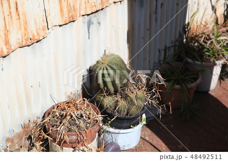 道端のサボテン 道端のサボテン 48492511