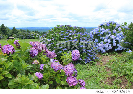あじさい 48492699