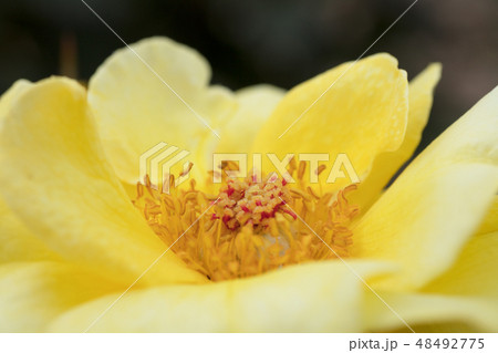 黄色いバラの花 48492775