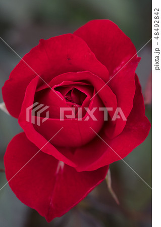 赤いバラの花 48492842
