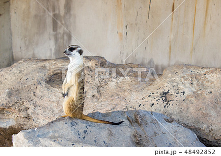 Meerkat : Suricata suricatta 48492852
