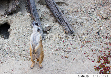 Meerkat : Suricata suricatta 48492853