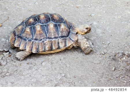 Testudo graeca marokkensis 48492854