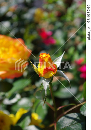 バラのつぼみ 48493240