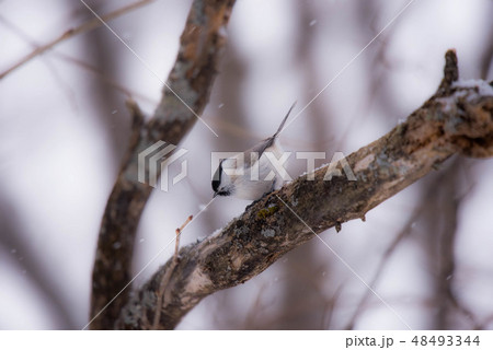 ハシブトガラ ハシブトガラ 48493344