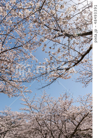 満開の桜と青空のコピースペース 48493391
