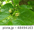 カキの花 48494163