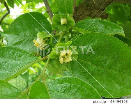 カキの花 カキの花 48494163