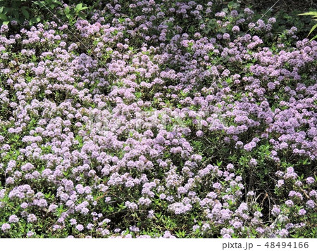 クリーピングタイム 48494166