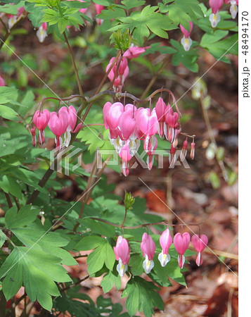 タイツリソウ 48494170