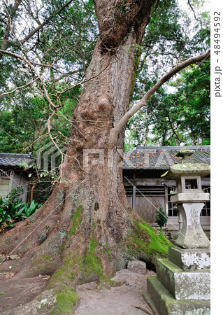 吉佐美八幡神社のクスノキ 48494592