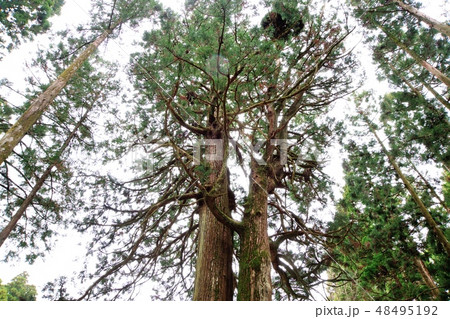弘法杉 48495192