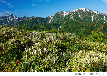 道行山から見る残雪の越後駒ヶ岳と中ノ岳 48495227