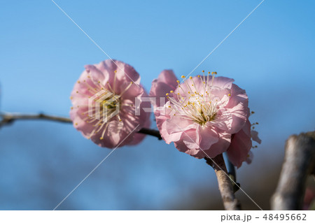 浜離宮恩賜庭園の梅 48495662