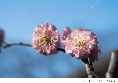 浜離宮恩賜庭園の梅 48495663