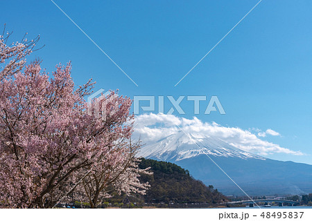 富士山 河口湖 満開の桜 春のイメージ 山梨県 富士山 河口湖 満開の桜 春のイメージ 山梨県 48495837