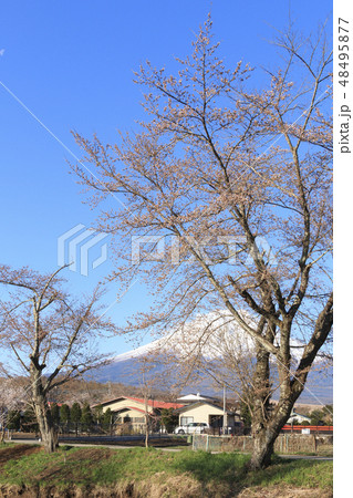 絶景風景（山梨県、忍野八海、桜） 48495877