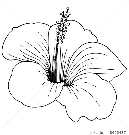bunga raya clipart black and white
