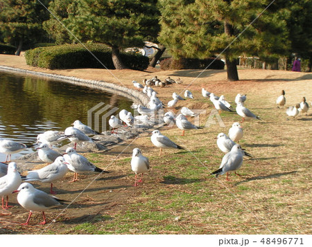 池から上がって餌をついばむ渡り鳥のユリカモメとオナガドリ 池から上がって餌をついばむ渡り鳥のユリカモメとオナガドリ 48496771