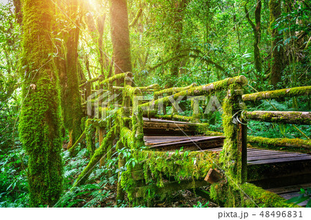 Ang ka nature trail in Doi Inthanon national park  48496831