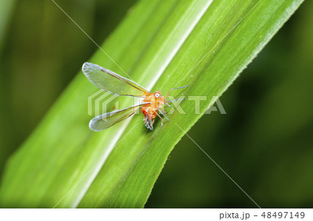 アカハネナガウンカ アカハネナガウンカ 48497149
