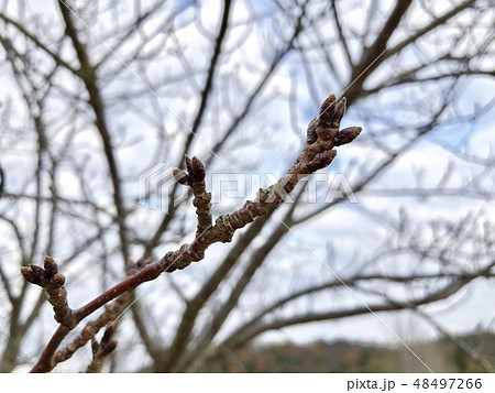 桜の蕾 48497266