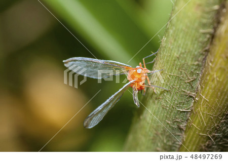 アカハネナガウンカ アカハネナガウンカ 48497269